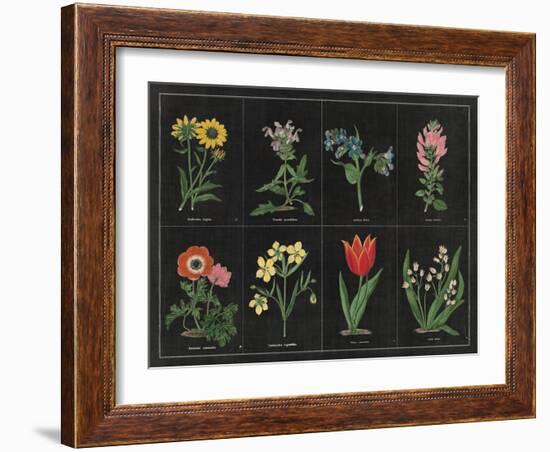 Botanical on Black Chart I-Wild Apple Portfolio-Framed Art Print