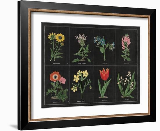 Botanical on Black Chart I-Wild Apple Portfolio-Framed Art Print