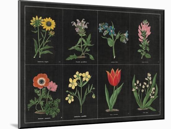 Botanical on Black Chart I-Wild Apple Portfolio-Mounted Art Print