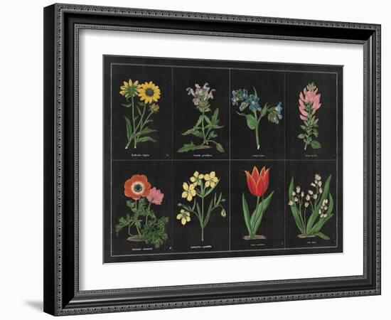 Botanical on Black Chart I-Wild Apple Portfolio-Framed Art Print