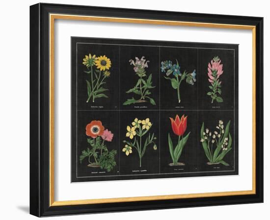 Botanical on Black Chart I-Wild Apple Portfolio-Framed Art Print