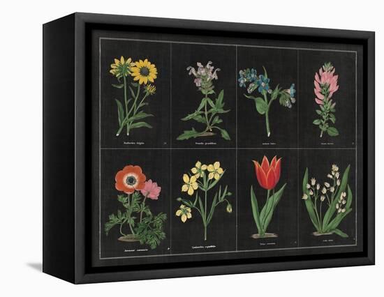 Botanical on Black Chart I-Wild Apple Portfolio-Framed Stretched Canvas