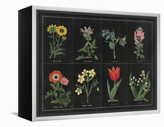 Botanical on Black Chart I-Wild Apple Portfolio-Framed Stretched Canvas