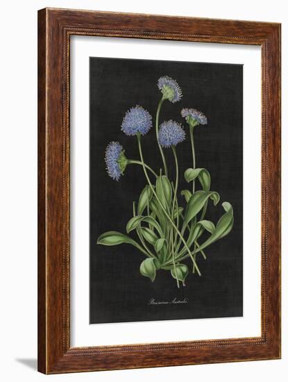 Botanical on Black Chart VII-Wild Apple Portfolio-Framed Art Print