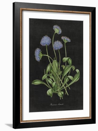 Botanical on Black Chart VII-Wild Apple Portfolio-Framed Art Print