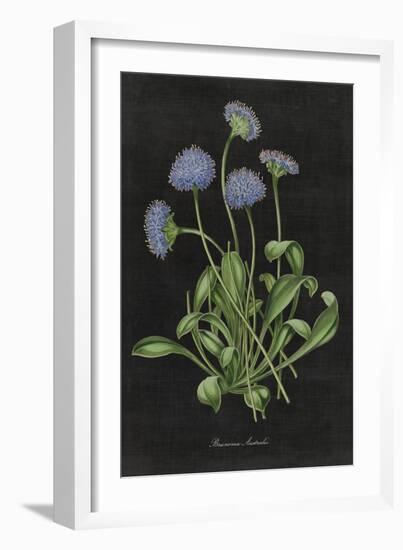 Botanical on Black Chart VII-Wild Apple Portfolio-Framed Art Print
