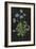 Botanical on Black Chart VII-Wild Apple Portfolio-Framed Art Print