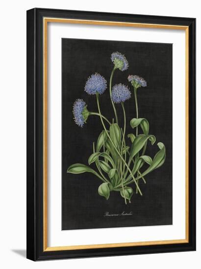 Botanical on Black Chart VII-Wild Apple Portfolio-Framed Art Print