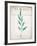 Botanical Pages 1-Kimberly Allen-Framed Art Print