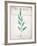 Botanical Pages 1-Kimberly Allen-Framed Art Print