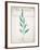Botanical Pages 1-Kimberly Allen-Framed Art Print