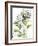 Botanical Phalaenopsis-Kathleen Parr McKenna-Framed Art Print