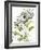 Botanical Phalaenopsis-Kathleen Parr McKenna-Framed Art Print