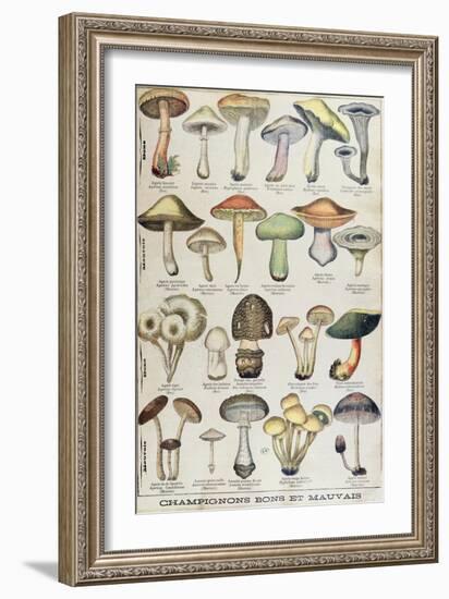 Botanical Plate Depicting 'Good and Bad Mushrooms', C.1900-null-Framed Giclee Print