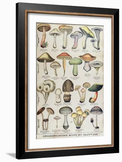 Botanical Plate Depicting 'Good and Bad Mushrooms', C.1900-null-Framed Giclee Print