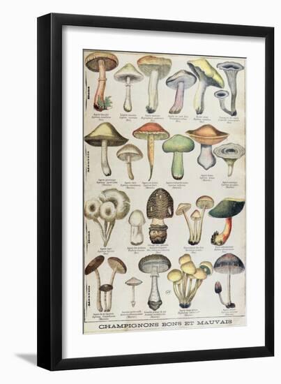 Botanical Plate Depicting 'Good and Bad Mushrooms', C.1900-null-Framed Giclee Print