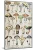 Botanical Plate Depicting 'Good and Bad Mushrooms', C.1900-null-Mounted Giclee Print