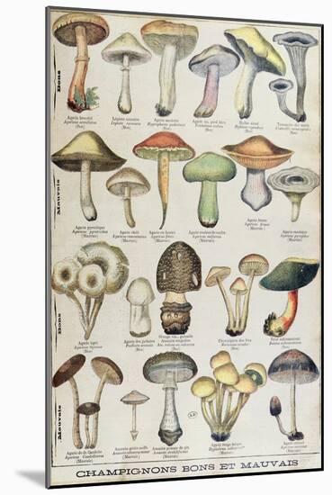 Botanical Plate Depicting 'Good and Bad Mushrooms', C.1900-null-Mounted Giclee Print