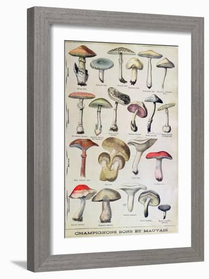 Botanical Plate Depicting 'Good and Bad Mushrooms', C.1900-null-Framed Giclee Print