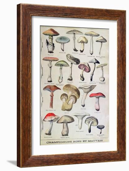 Botanical Plate Depicting 'Good and Bad Mushrooms', C.1900-null-Framed Giclee Print