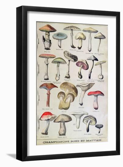 Botanical Plate Depicting 'Good and Bad Mushrooms', C.1900-null-Framed Giclee Print