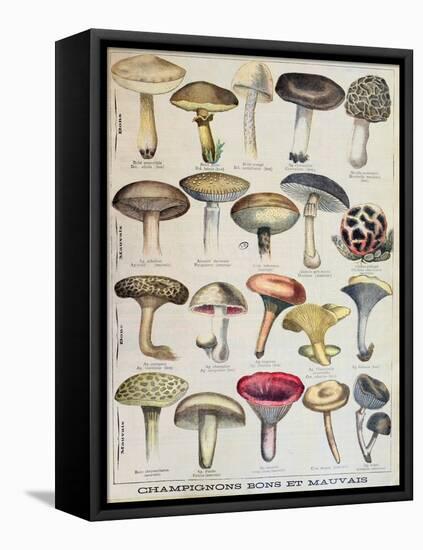 Botanical Plate Depicting 'Good and Bad Mushrooms', C.1900-null-Framed Premier Image Canvas