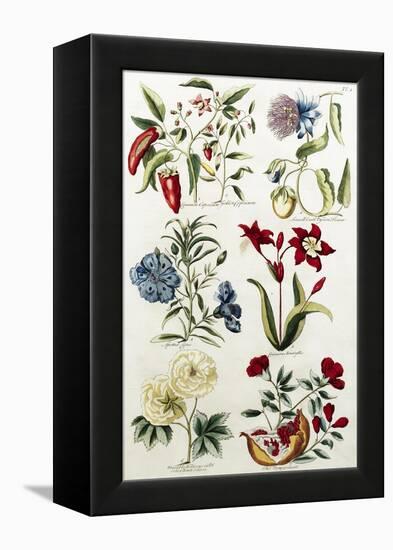 Botanical Print of a Variety of Flowers-J. Hill-Framed Premier Image Canvas