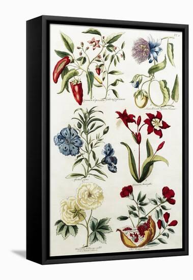 Botanical Print of a Variety of Flowers-J. Hill-Framed Premier Image Canvas