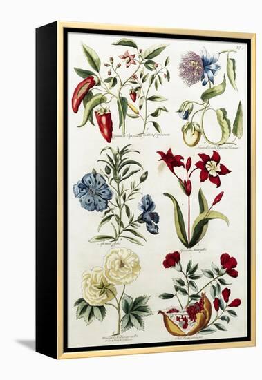 Botanical Print of a Variety of Flowers-J. Hill-Framed Premier Image Canvas