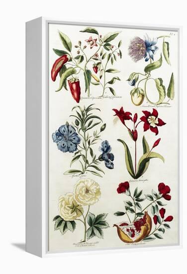 Botanical Print of a Variety of Flowers-J. Hill-Framed Premier Image Canvas