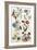 Botanical Print of a Variety of Flowers-J. Hill-Framed Giclee Print