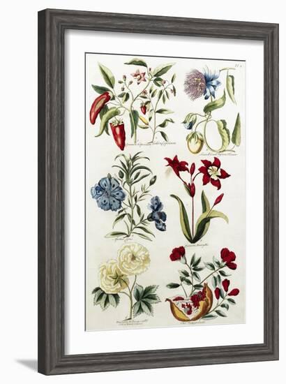 Botanical Print of a Variety of Flowers-J. Hill-Framed Giclee Print