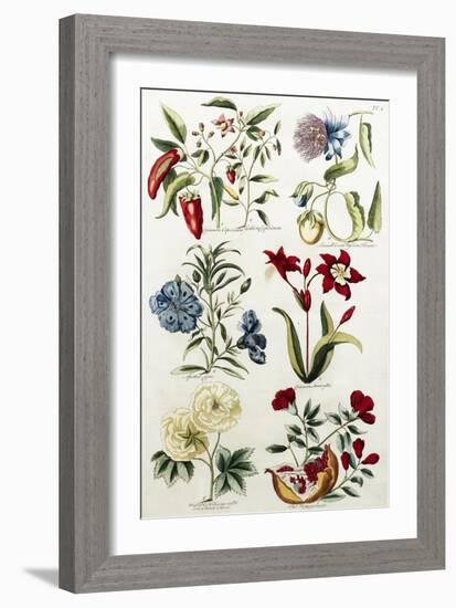 Botanical Print of a Variety of Flowers-J. Hill-Framed Giclee Print