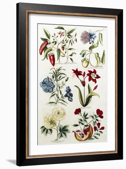 Botanical Print of a Variety of Flowers-J. Hill-Framed Giclee Print