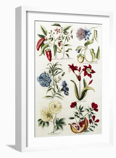 Botanical Print of a Variety of Flowers-J. Hill-Framed Giclee Print