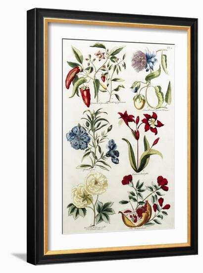 Botanical Print of a Variety of Flowers-J. Hill-Framed Giclee Print