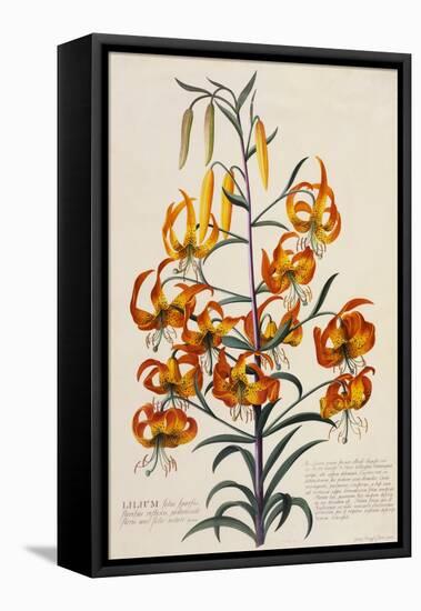 Botanical Print of American Turkscap Lily-Johann Wilhelm Weinmann-Framed Premier Image Canvas