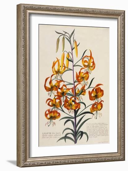 Botanical Print of American Turkscap Lily-Johann Wilhelm Weinmann-Framed Giclee Print