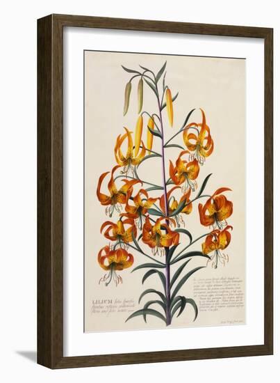 Botanical Print of American Turkscap Lily-Johann Wilhelm Weinmann-Framed Giclee Print