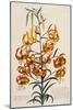 Botanical Print of American Turkscap Lily-Johann Wilhelm Weinmann-Mounted Giclee Print