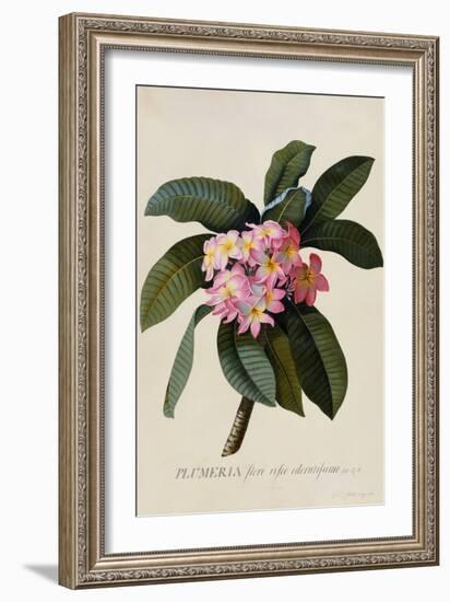 Botanical Print of Frangipani-Johann Wilhelm Weinmann-Framed Giclee Print