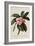 Botanical Print of Frangipani-Johann Wilhelm Weinmann-Framed Giclee Print