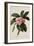 Botanical Print of Frangipani-Johann Wilhelm Weinmann-Framed Giclee Print