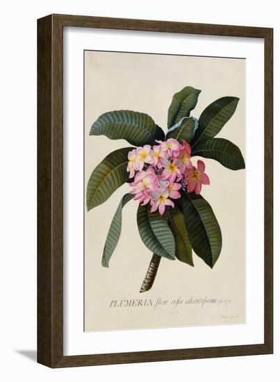 Botanical Print of Frangipani-Johann Wilhelm Weinmann-Framed Giclee Print