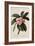 Botanical Print of Frangipani-Johann Wilhelm Weinmann-Framed Giclee Print