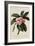 Botanical Print of Frangipani-Johann Wilhelm Weinmann-Framed Giclee Print