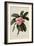 Botanical Print of Frangipani-Johann Wilhelm Weinmann-Framed Giclee Print