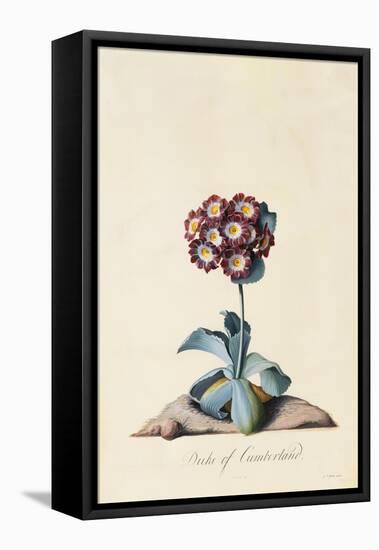 Botanical Print of Garden Auricula-Johann Wilhelm Weinmann-Framed Premier Image Canvas