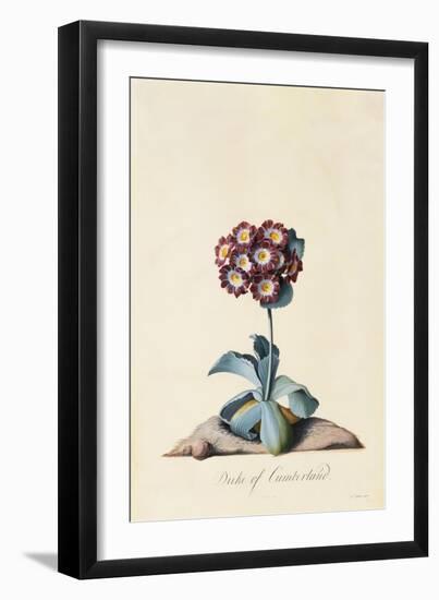 Botanical Print of Garden Auricula-Johann Wilhelm Weinmann-Framed Giclee Print