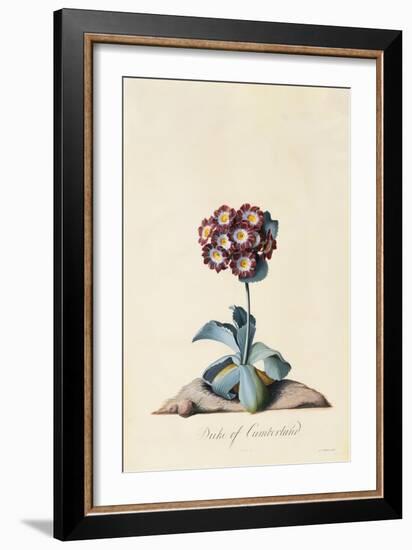 Botanical Print of Garden Auricula-Johann Wilhelm Weinmann-Framed Giclee Print